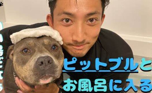 後藤祐樹とと飼い犬のピットブル