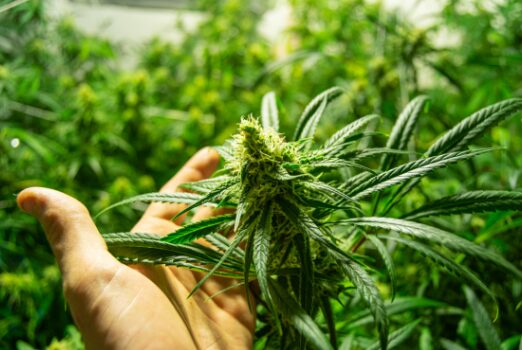 大麻草を手に取る人間