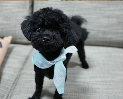 鈴木俊貴さんの愛犬くーちゃん